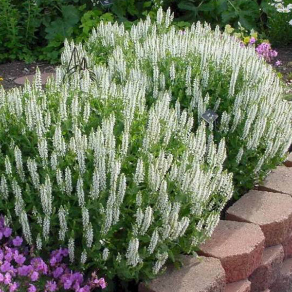 7223569_salvia_salute_white_03