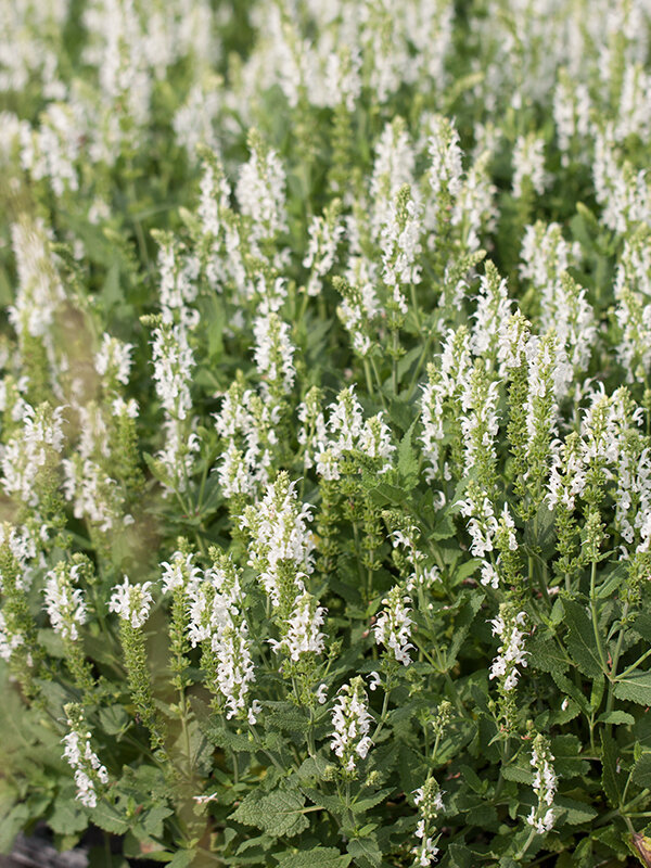 6251024_salvia_schneehugel_02