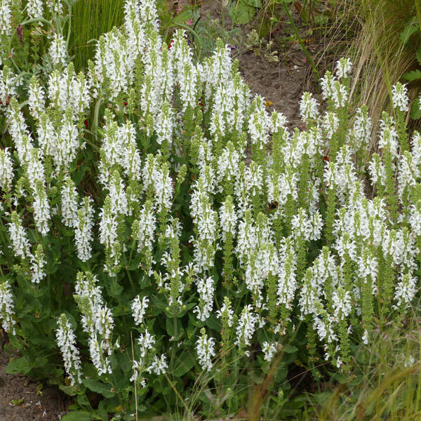 6251024_salvia_schneehugel_03