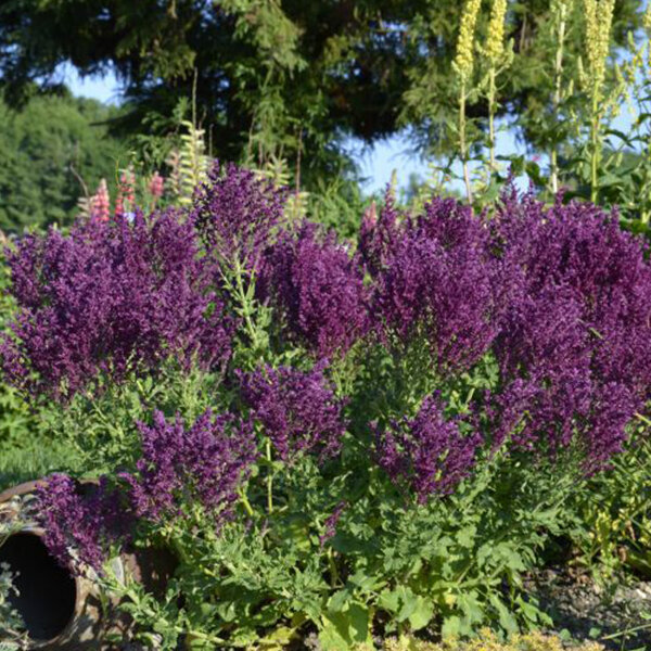 6250567_salvia_schwellenburg_02