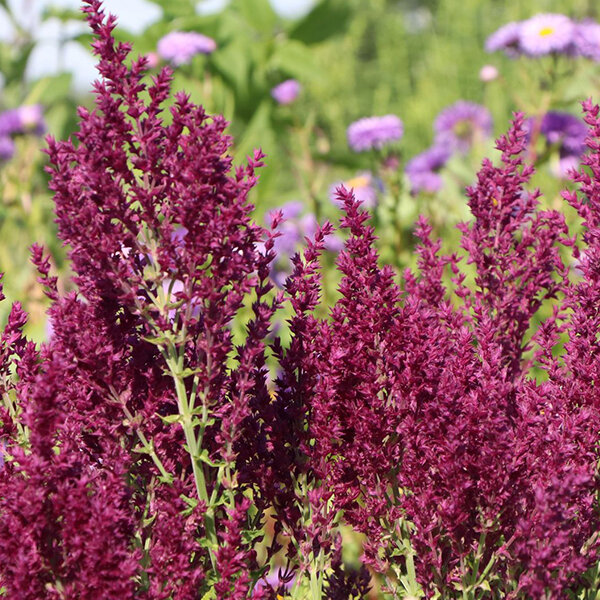 6250567_salvia_schwellenburg_04