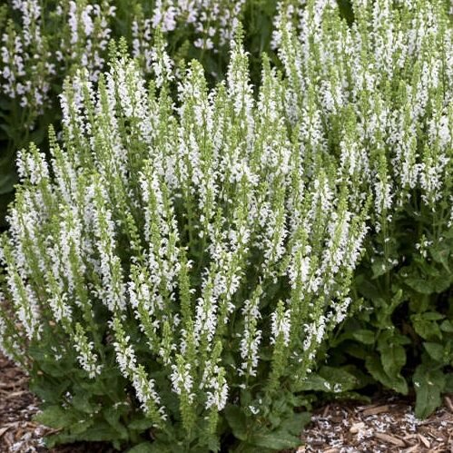 5231606_salvia_synchro_white_01