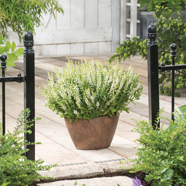 5231606_salvia_synchro_white_02