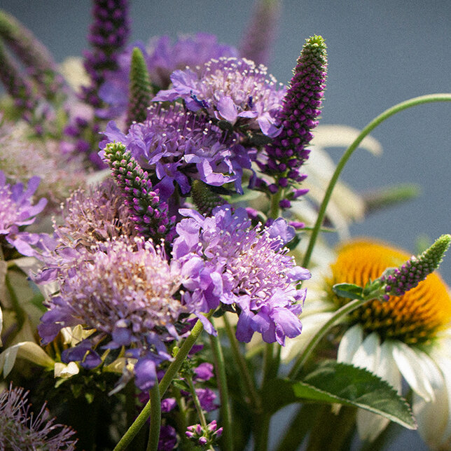 6251852_scabiosa_butterfly_blue_01