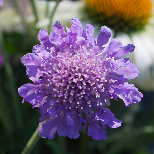 6251852_scabiosa_butterfly_blue_02