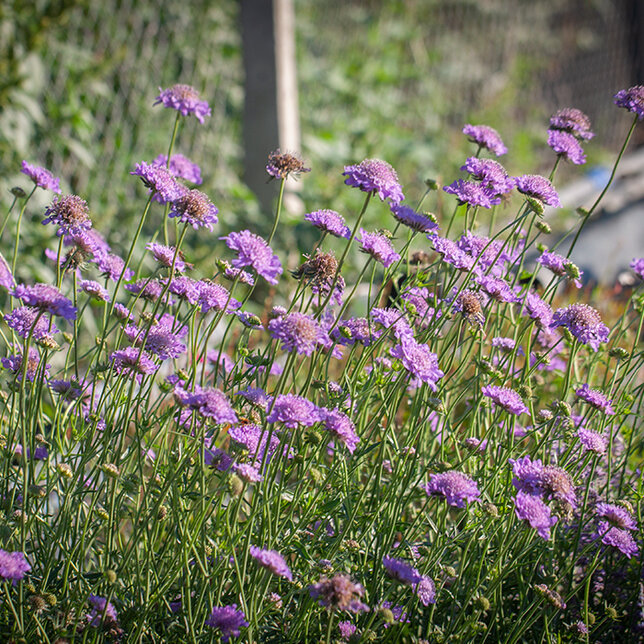 6251852_scabiosa_butterfly_blue_04