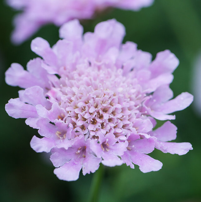 7213001_scabiosa_flutter_rose_pink_01