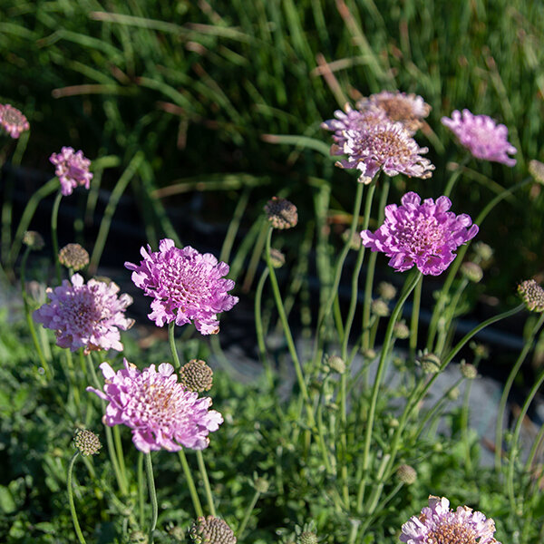 7213001_scabiosa_flutter_rose_pink_02