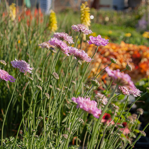 7213001_scabiosa_flutter_rose_pink_03