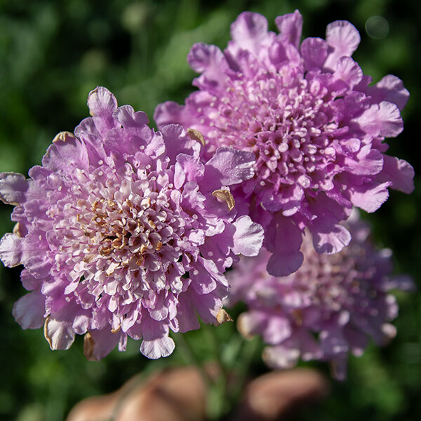 7213001_scabiosa_flutter_rose_pink_04