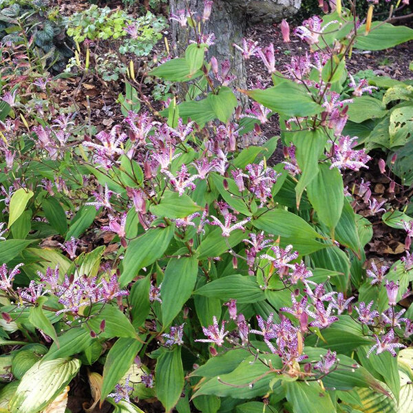 3254110_tricyrtis_hirta_02