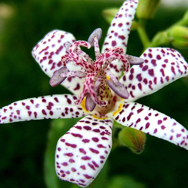 3254110_tricyrtis_hirta_04