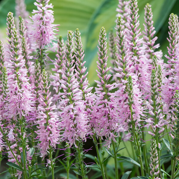 9213115_veronica_inspire_rose_01