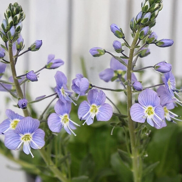 9254756_veronica_kemulariae_01