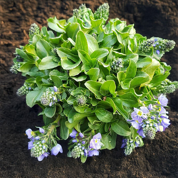 9254756_veronica_kemulariae_02