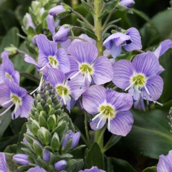 9254756_veronica_kemulariae_04