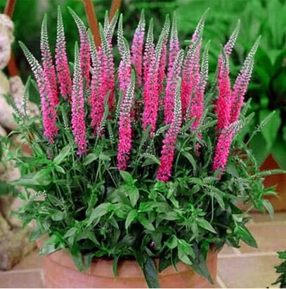 5220504_veronica_rosa_zwerg_02