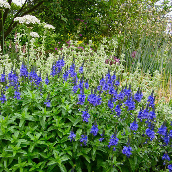 3233962_veronica_royal_blue_01