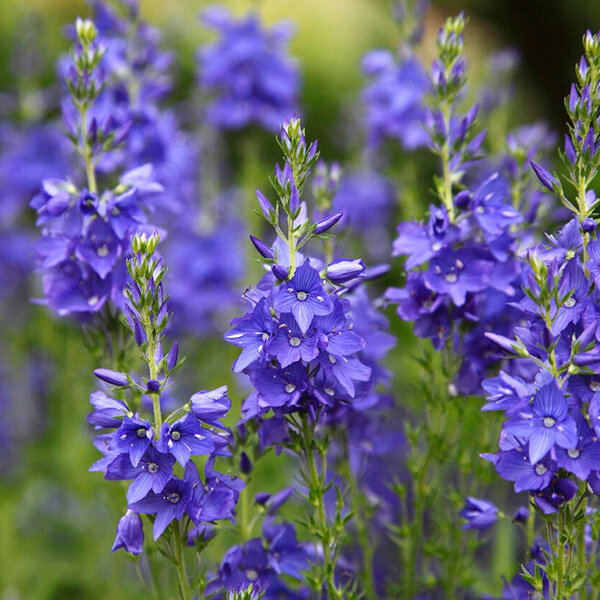 3233962_veronica_royal_blue_02