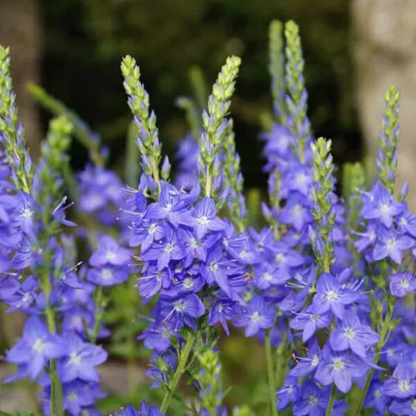 4254335_veronica_shirley_blue_01