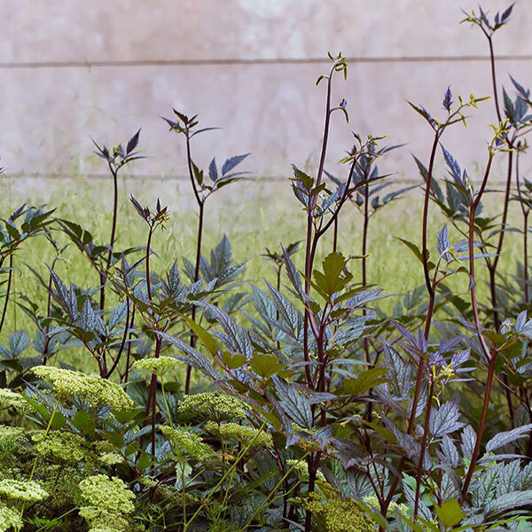 9253642_actaea_queen_of_sheba_01