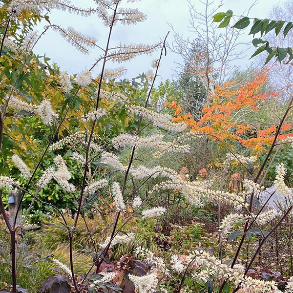 9253642_actaea_queen_of_sheba_02