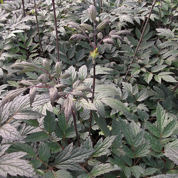 9253642_actaea_queen_of_sheba_03