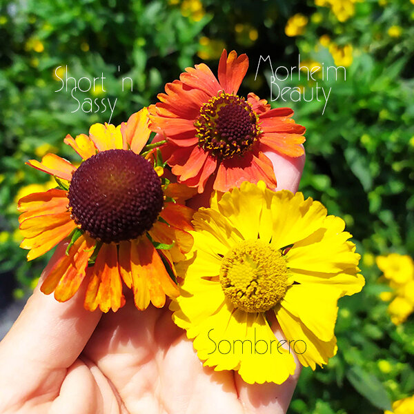 5250868_helenium_moerheim_beauty_k9_02