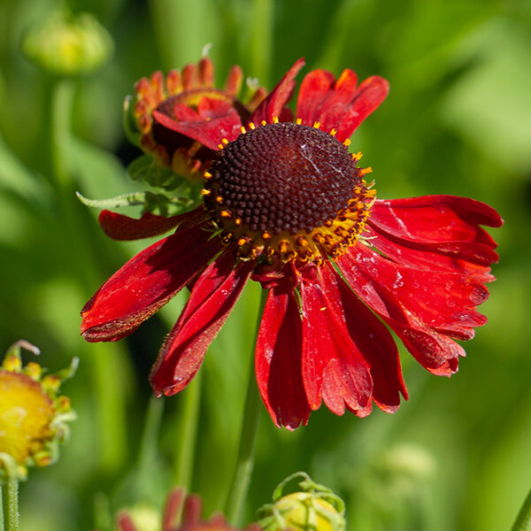 5250868_helenium_moerheim_beauty_k9_04