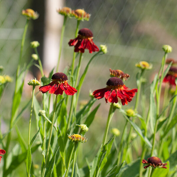 5250868_helenium_moerheim_beauty_k9_06