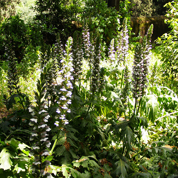 6253517_acanthus_mollis_01