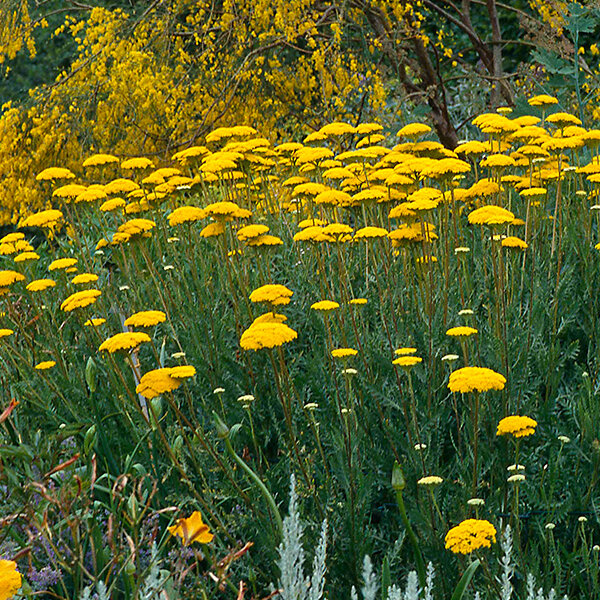 9243714_achillea_coronation_gold_01