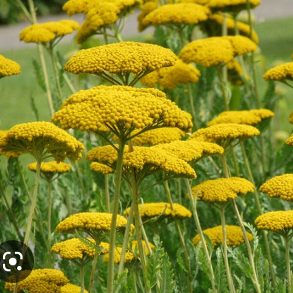 9243714_achillea_coronation_gold_02