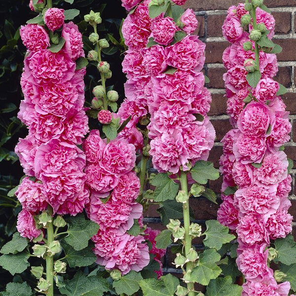 2233221_alcea_charter_s_double_rose_03