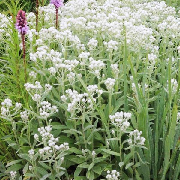 3252060_anaphalis_triplinervis_01