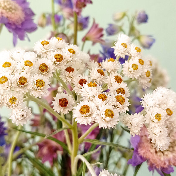 3252060_anaphalis_triplinervis_02