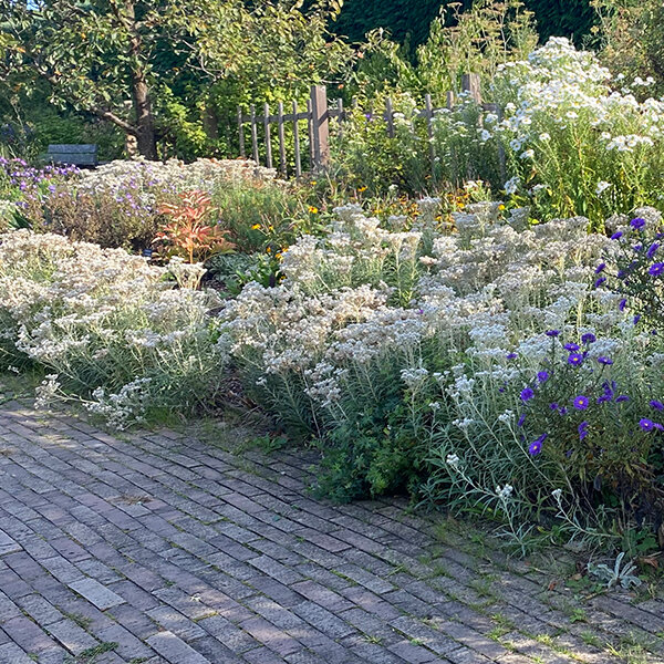 3252060_anaphalis_triplinervis_03