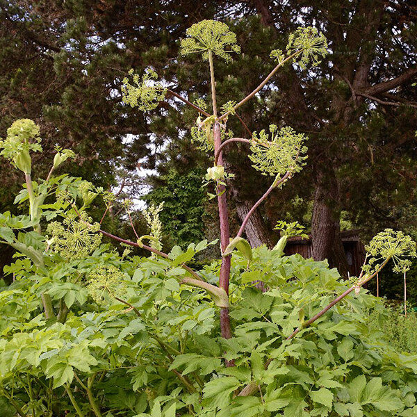 3253719_angelica_archangelica_01