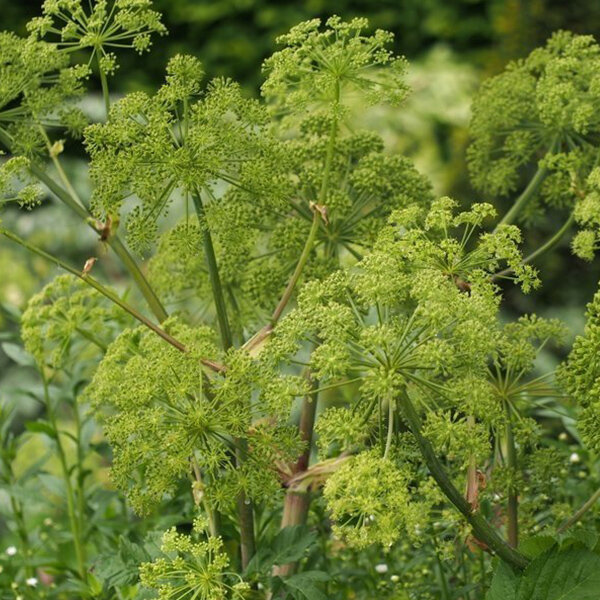 3253719_angelica_archangelica_03