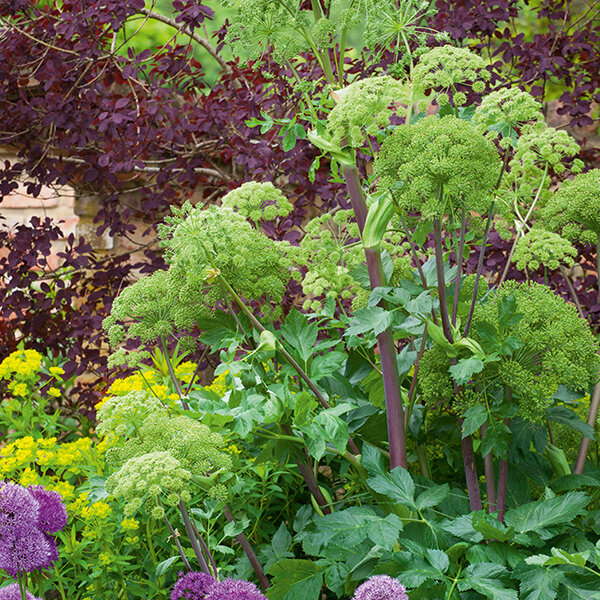 3253719_angelica_archangelica_04