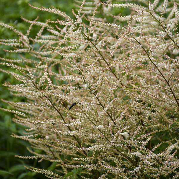 3591_aruncus_chantilly_lace_01