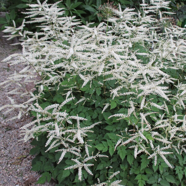 2541_aruncus_misty_lace_07