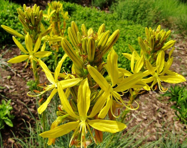 1703_asphodeline_lutea_01