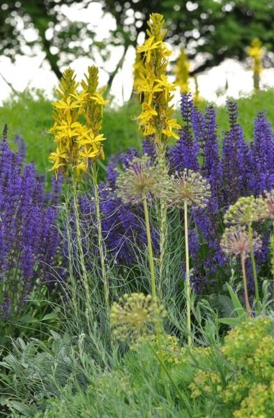 1703_asphodeline_lutea_02