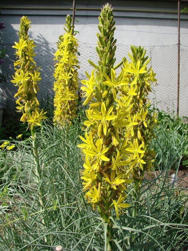 1703_asphodeline_lutea_03
