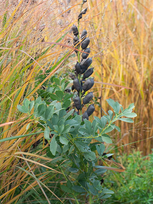 3212639_baptisia_starlite_prairieblues_01