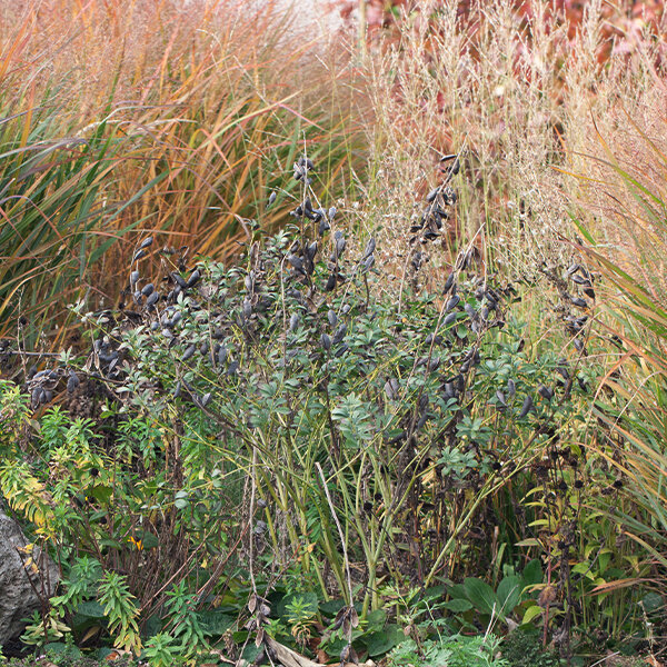 3212639_baptisia_starlite_prairieblues_02