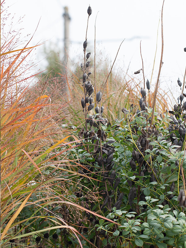 3212639_baptisia_starlite_prairieblues_03