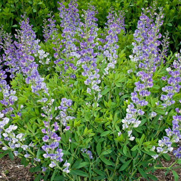 3212639_baptisia_starlite_prairieblues_04