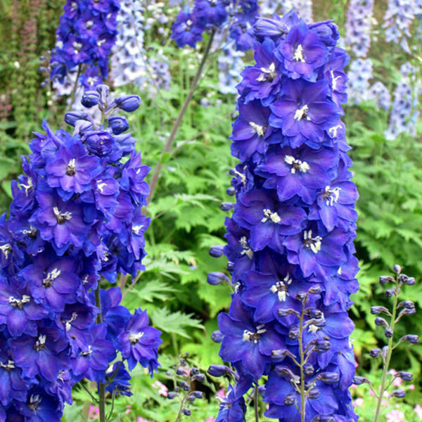 4212889_delphinium_x_cultorum_blue_bird_01_2